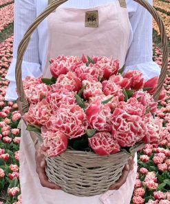 Лале Брест (Tulip Brest)- Екзотична красота от природата!