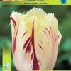 Лале Карусел (Tulip Carrousel)- Вихър от цветове за вашата градина!