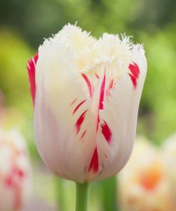 Лале Карусел (Tulip Carrousel)- Вихър от цветове за вашата градина!