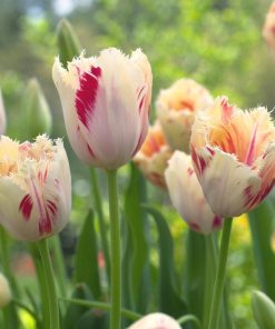 Лале Карусел (Tulip Carrousel)- Вихър от цветове за вашата градина!