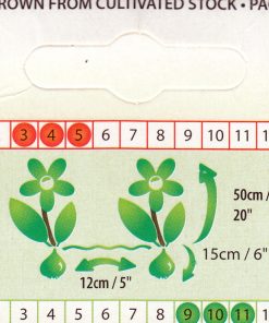 Лале Далас (Tulip Dallas)- Нежен блясък за вашата градина!