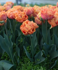 Лале Сеншъл Тъч (Tulip Sensuel Touch)- Екзотичен допир на цветове!