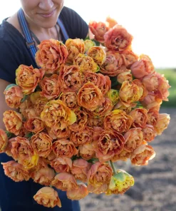 Лале Сеншъл Тъч (Tulip Sensuel Touch)- Екзотичен допир на цветове!