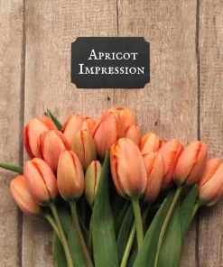 Лале Априкот Импрешън (Tulip Apricot Impression) – Очарование и разкош за вашата градина!