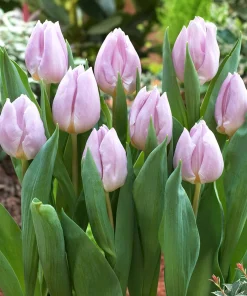 Лале Канди Принс (Tulip Candy Prince)- Елегантен цвят и нежен аромат!