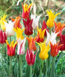 Лале Лилифлауъринг миксед (Tulip Lilyflowering Mixed)- Изтънчена елегантност и разнообразие!
