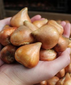 Лале Елегант Лейди (Tulip Elegant Lady)- Изящна елегантност за вашата градина!