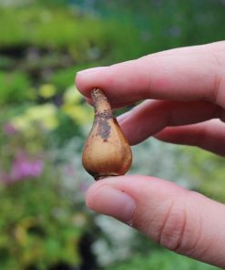 Лале Екзотична красота за вашата градина!