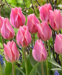 Лале Алберт Хайн (Tulip Albert Heyn)- Нежен розов чар за вашата градина!