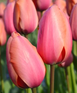 Лале Априкот Импрешън (Tulip Apricot Impression) – Очарование и разкош за вашата градина!