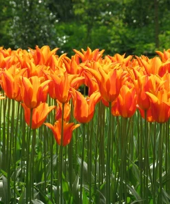 Лале Балада Оранж (Tulip Ballade Orange)-Огнен изящен танц в градината!