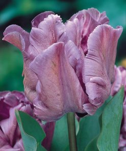 Лале Блу Парот (Tulip Blue Parrot)- Екзотична и загадъчна красота!