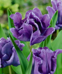 Лале Блу Парот (Tulip Blue Parrot)- Екзотична и загадъчна красота!