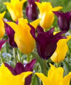 Лале Бургунди (Tulip Burgundy)-Елегантна красота в цвят вино!
