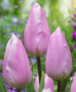 Лале Канди Принс (Tulip Candy Prince)- Елегантен цвят и нежен аромат!