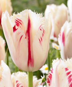 Лале Карусел (Tulip Carrousel)- Вихър от цветове за вашата градина!