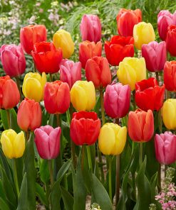 Лале Дарвинови хибриди (Tulip Darwin Hybride Mixed) – Експлозия от цвят за вашата градина!