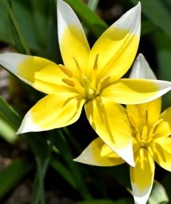 Лале Тарда (Tulip Tarda)- Изящна, звездовидна красота!