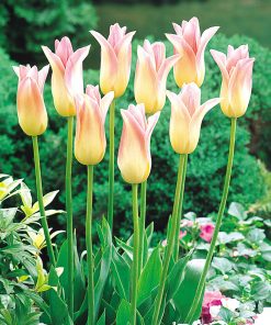 Лале Елегант Лейди (Tulip Elegant Lady)- Изящна елегантност за вашата градина!