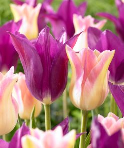 Лале Елегант Лейди (Tulip Elegant Lady)- Изящна елегантност за вашата градина!