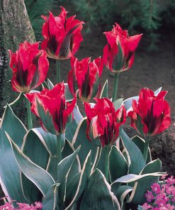 Лале Есперанто (Tulip Esperanto)- Артистичен шедьовър във вашата градина!