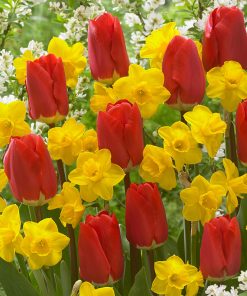 Лале Фостърѝ кинг (Tulip Fostery King)- Кралят на пролетните градини!