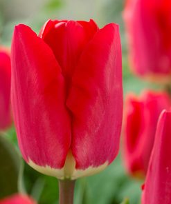 Лале Фостърѝ кинг (Tulip Fostery King)- Кралят на пролетните градини!