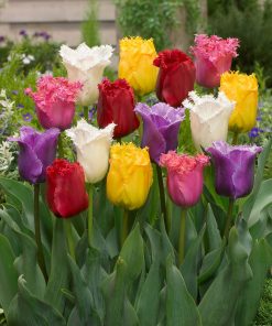 Лале Фринджд миксед (Tulip Fringed Mixed)- Ресничеста феерия в градината!