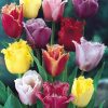 Лале Фринджд миксед (Tulip Fringed Mixed)- Ресничеста феерия в градината!