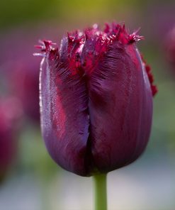 Лале Горила (Tulip Gorilla)- Дръзко и уникално!