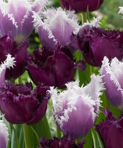 Лале Горила (Tulip Gorilla)- Дръзко и уникално!