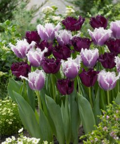 Лале Горила (Tulip Gorilla)- Дръзко и уникално!