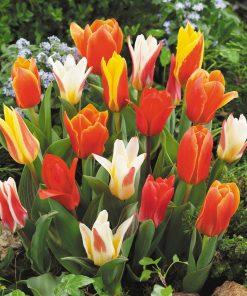 Лале Грейги микс (Tulip Greigii Mixed) Пъстра експлозия от цвят!