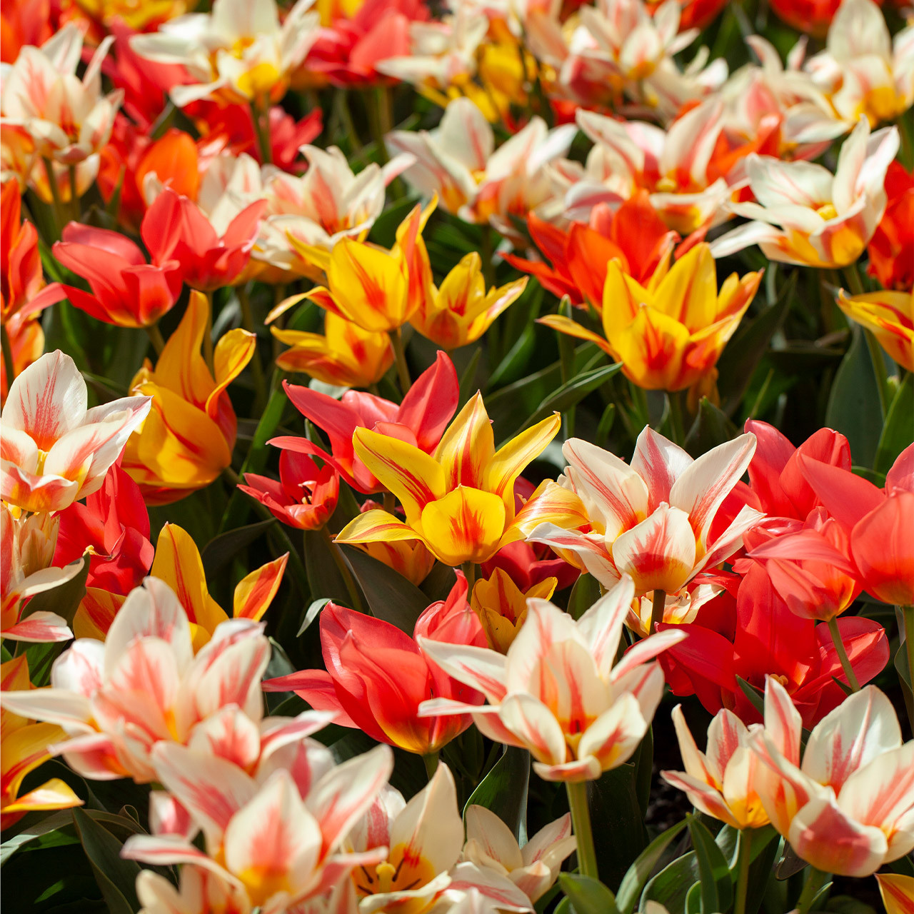 Лале Грейги микс (Tulip Greigii Mixed) Пъстра експлозия от цвят!