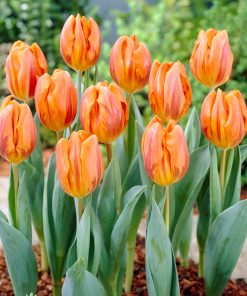 Лале Хермитаж (Tulip Hermitage) – Огнено оранжево за пролетна експлозия!