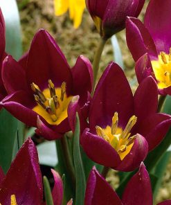 Лале Одалиск (Tulip Odalisque)- Екзотична красота за вашата градина!