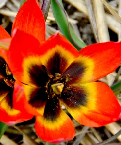 Лале Литъл Принсес (Tulip Little Princess)- Малка принцеса с голям чар!ncesa-s-golyam-char