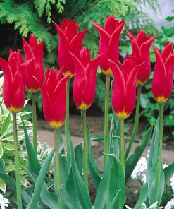 Лале Ред Шайн (Tulip Red Shine)- Яркочервен блясък за вашата градина!