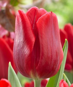 Лале Руби Принс (Tulip Ruby Prince)- Истински рубин в градината!