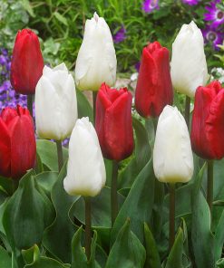 Лале Руби Принс (Tulip Ruby Prince)- Истински рубин в градината!