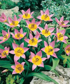 Лале Саксàтилис (Tulip Saxatilis)- Неукротим чар за вашия алпинеум!