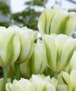 Лале Уайт Спринг Грийн (Tulip White Spring Green)-Нежна пролетна чистота!
