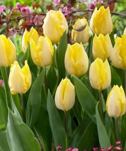 Лале Съни Принс (Tulip Sunny Prince) – Сияйно слънце за вашата градина!