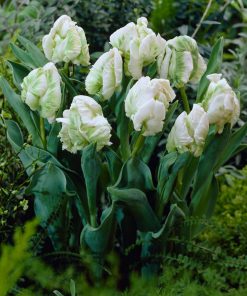 Лале Супер Парот (Tulip Super Parrot)- Изящество с екзотичен привкус!