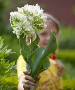 Лале Супер Парот (Tulip Super Parrot)- Изящество с екзотичен привкус!