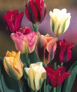 Лале Йелоу Спринг Грийн (Tulip Yellow Spring Green)- Слънце с привкус на пролет!