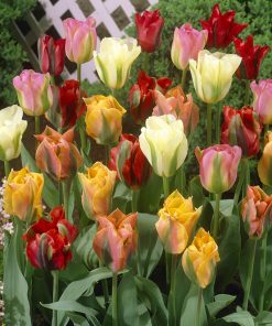 Лале Виридифлора миксед (Tulip Viridiflora Mixed)- Калейдоскоп от пролетни цветове!