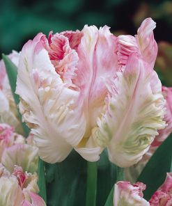 Лале Веберс Парот(Tulip Parrot King)- Зашеметяваща красота за вашата градина!