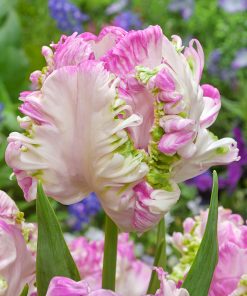 Лале Веберс Парот (Tulip Weber's Parrot) - Тропическа феерия в градината!