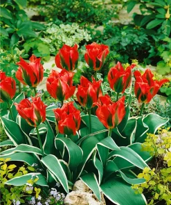 Лале Есперанто (Tulip Esperanto)- Артистичен шедьовър във вашата градина!